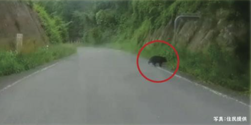 Black Bear in Daigo, Ibaraki (Jun 2, 2025) #E318 - Kumamap